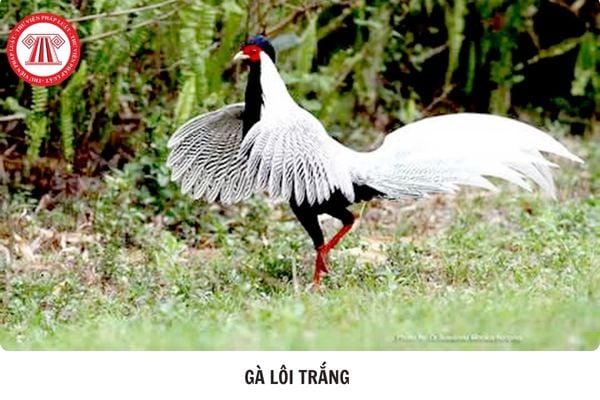Gà lôi trắng thuộc nhóm IIB hay IB?
