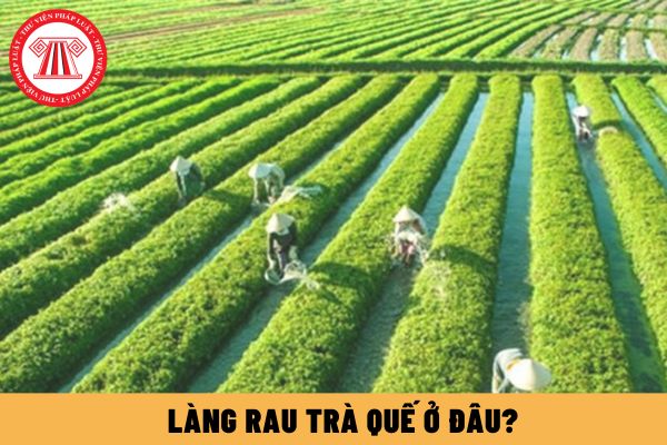 Làng rau Trà Quế ở đâu? Top những khu resort chất lượng tại Hội An