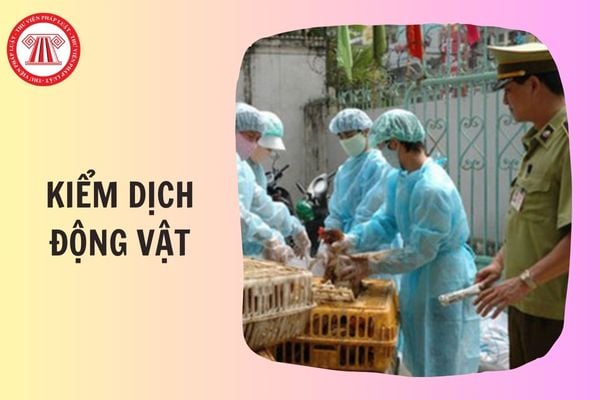Mẫu đơn đăng ký kiểm dịch sản phẩm động vật xuất khẩu mới nhất 2026 thế nào?