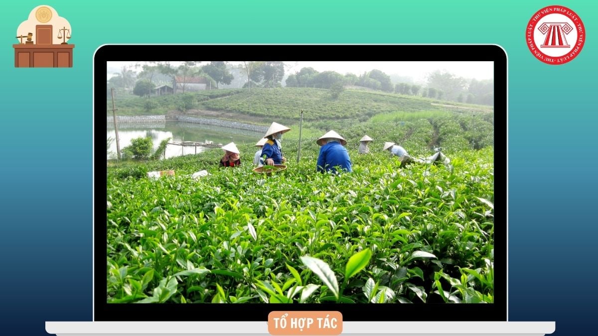 Hồ sơ, trình tự, thủ tục đăng ký tổ hợp tác được quy định như thế nào?