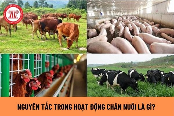 Nguyên tắc trong hoạt động chăn nuôi là gì? Những hành vi nào bị nghiêm cấm trong chăn nuôi?