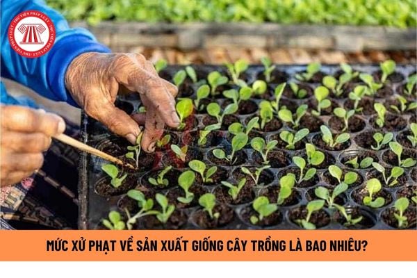 Mức xử phạt hành chính khi vi phạm quy định về sản xuất giống cây trồng là bao nhiêu? Thời hiệu xử phạt vi phạm hành chính ra sao?