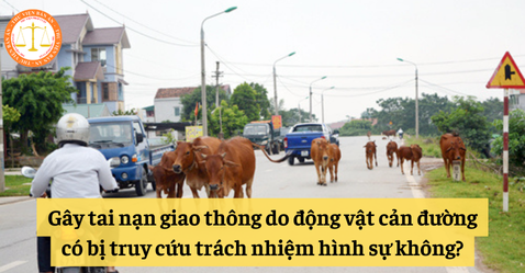 Gây tai nạn giao thông do động vật cản đường có bị truy cứu trách nhiệm hình sự không?