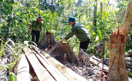 Vướng mắc trong thi hành án chủ động và thi hành án theo yêu cầu đối với một số vụ án liên quan đến tội hủy hoại rừng
