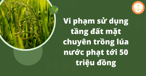 Vi phạm sử dụng tầng đất mặt chuyên trồng lúa nước phạt tới 50 triệu đồng