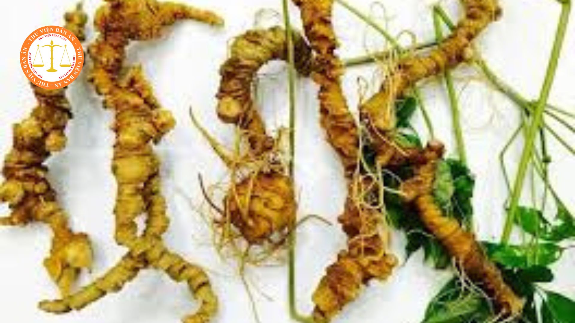 Penalties for acts of stealing Ngoc Linh ginseng in Vietnam
