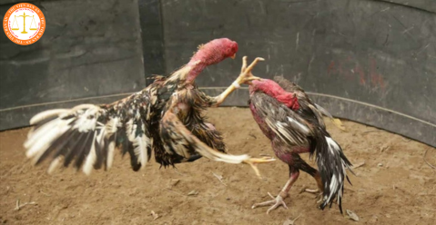 How many years of imprisonment are imposed on the act of betting on cockfighting valued at 50 million VND or more according to the law in Vietnam? What are judgments related to this offense?