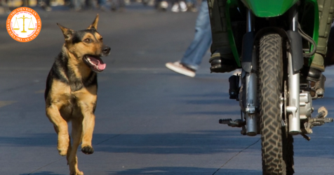 What are penalties for walking dogs and cats while operting motorcycles in 2025 in Vietnam according to Decree 168?