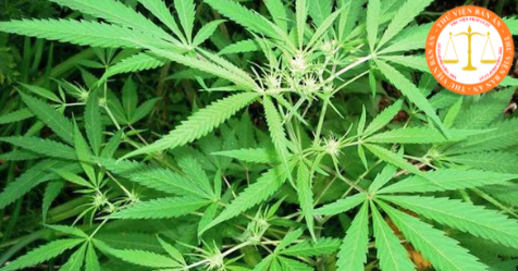What crime does  the sale of marijuana constitute in Vietnam?