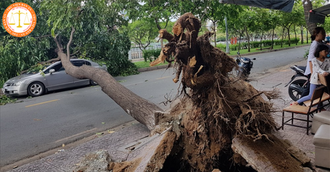 Should an accident caused by trees be compensated in Vietnam?