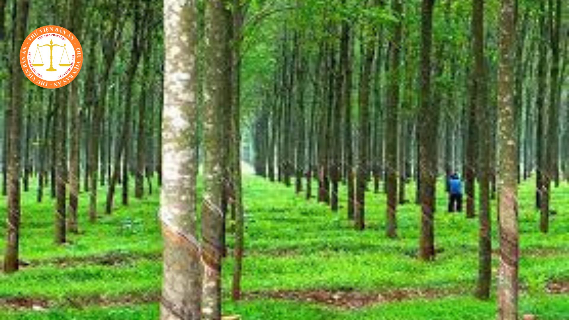 Is it legal to build barns on land for cultivation of perennial trees in Vietnam?