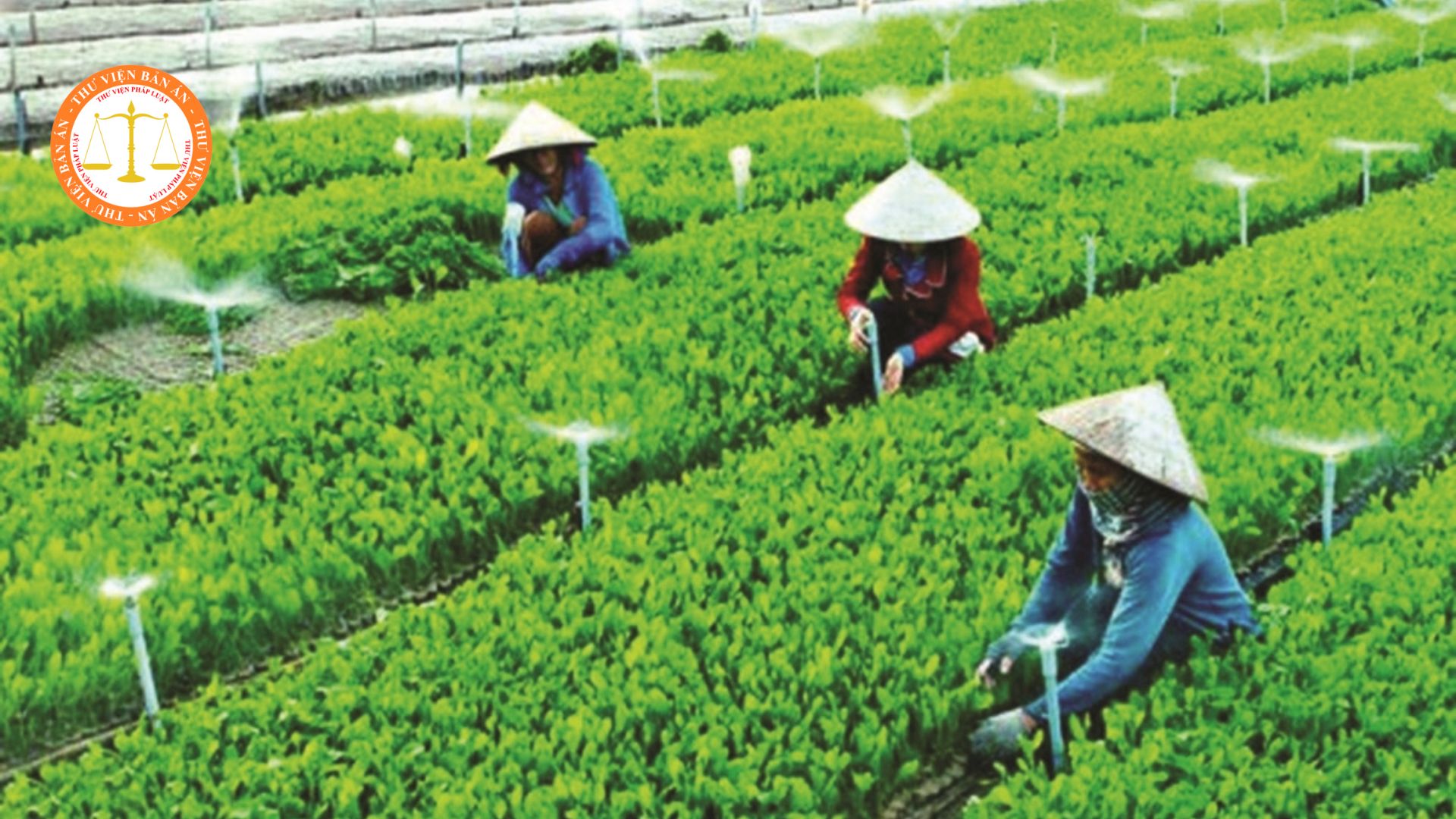 From July 2024, what are policies for cooperatives in Vietnam?