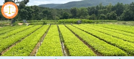 General technical requirements for original stock archive of forest tree cultivar in Vietnam under TCVN 13701:2023