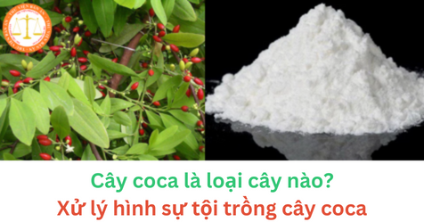 Cây coca là loại cây nào? Xử lý hình sự tội trồng cây coca