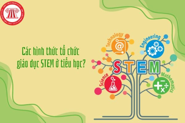 Các hình thức tổ chức giáo dục STEM ở tiểu học? Danh mục khung thiết bị Giáo dục STEM ở tiểu học 2026?