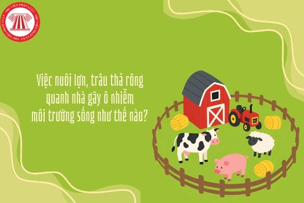 Việc nuôi lợn, trâu thả rông quanh nhà gây ô nhiễm môi trường sống như thế nào?