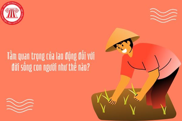 Tầm quan trọng của lao động đối với đời sống con người như thế nào?
