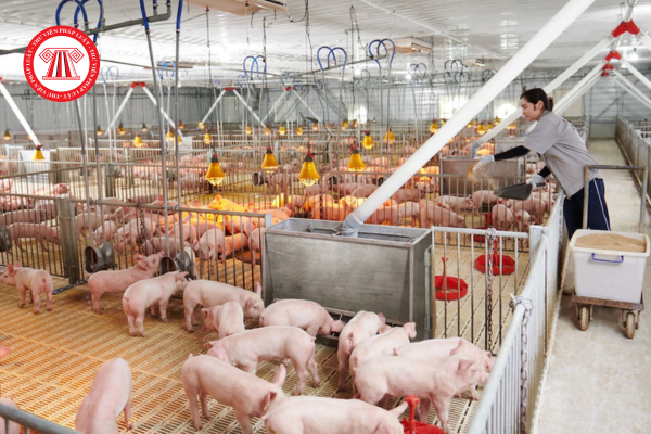 Mã ngành 0145: Chăn nuôi lợn và sản xuất giống lợn