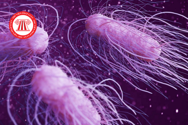 Công ty có phải trả lương khi người lao động nghỉ việc do nhiễm khuẩn Salmonella