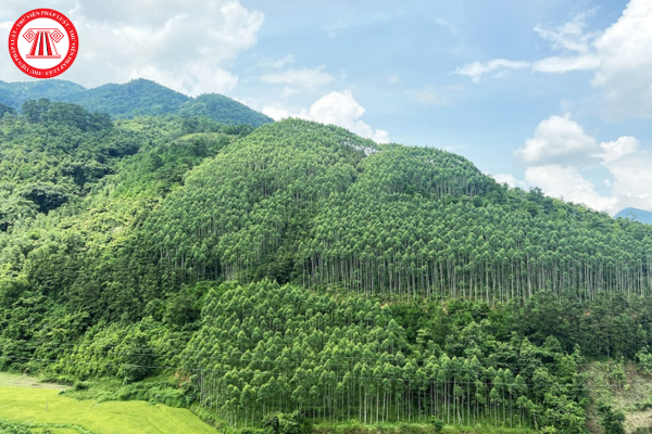 rừng phòng hộ
