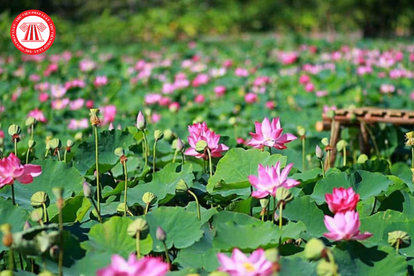 đồng tháp sáp nhập với tỉnh nào