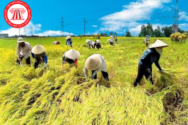 Năm 2025, chuyển đất trồng lúa sang đất ở trái phép có thể bị phạt bao nhiêu?