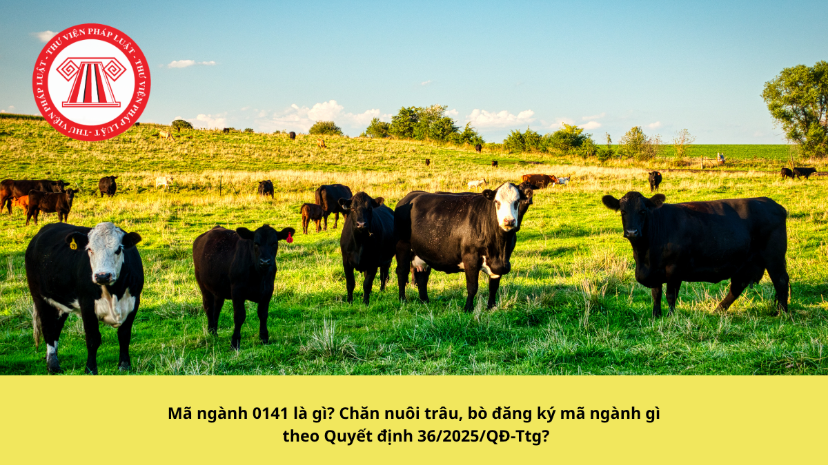Mã ngành 0141 là gì? Chăn nuôi trâu, bò đăng ký mã ngành gì theo Quyết định 36/2025/QĐ-Ttg?