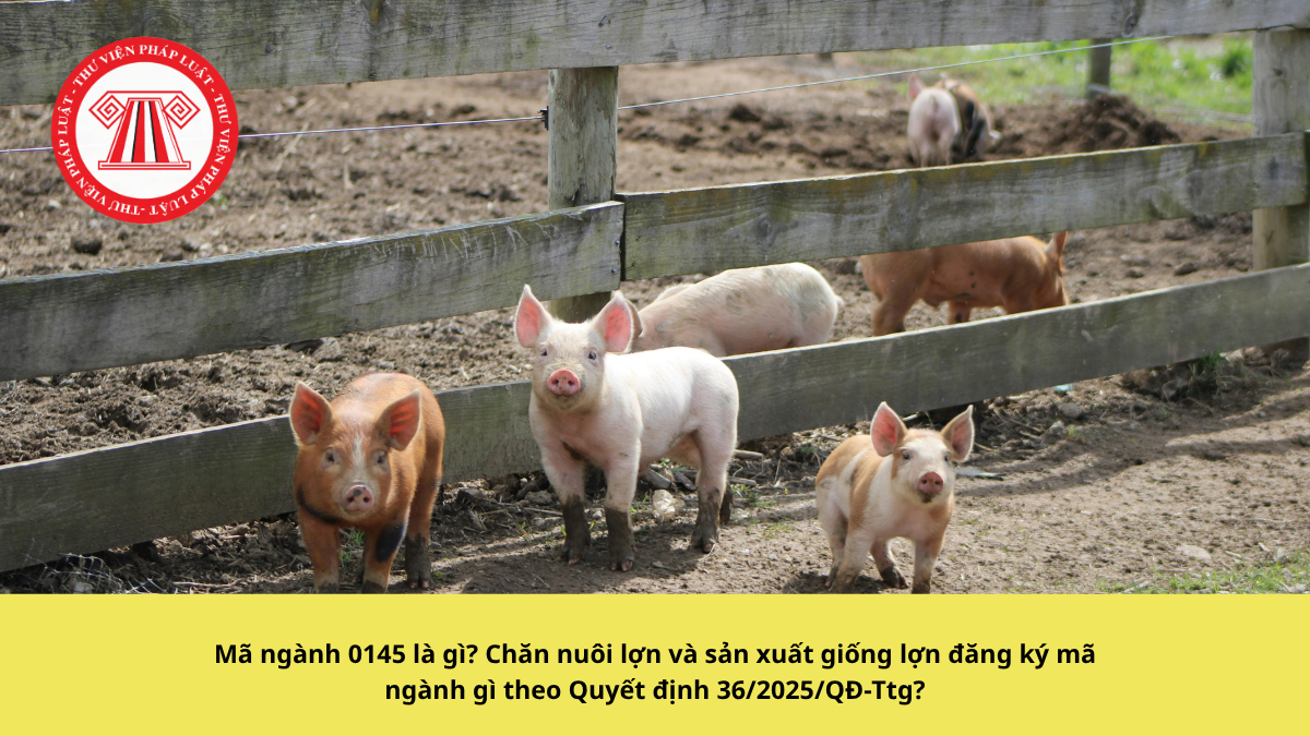 Mã ngành 0145 là gì? Chăn nuôi lợn và sản xuất giống lợn đăng ký mã ngành gì theo Quyết định 36/2025/QĐ-Ttg?
