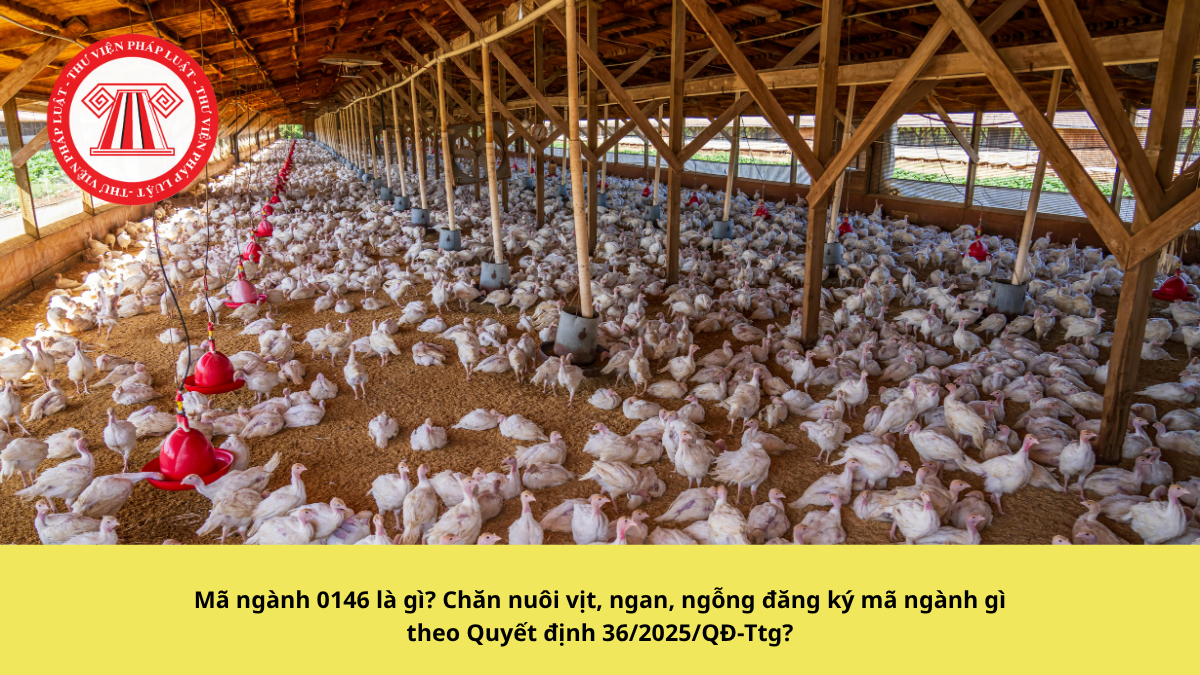 Mã ngành 0146 là gì? Chăn nuôi vịt, ngan, ngỗng đăng ký mã ngành gì theo Quyết định 36/2025/QĐ-Ttg?
