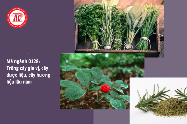 Mã ngành 0128 là gì? Trồng cây gia vị, cây dược liệu, cây hương liệu lâu năm thì đăng ký mã ngành nào?