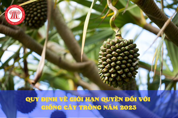 Quy định về giới hạn quyền đối với giống cây trồng năm 2023