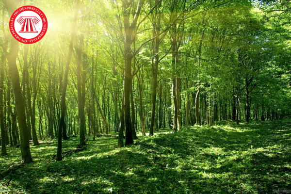 Chính sách mới về cấp kinh phí bảo vệ rừng đặc dụng từ ngày 15/7/2024