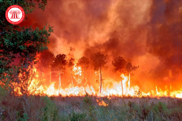 Quy định về kinh phí chữa cháy rừng từ ngày 15/7/2024