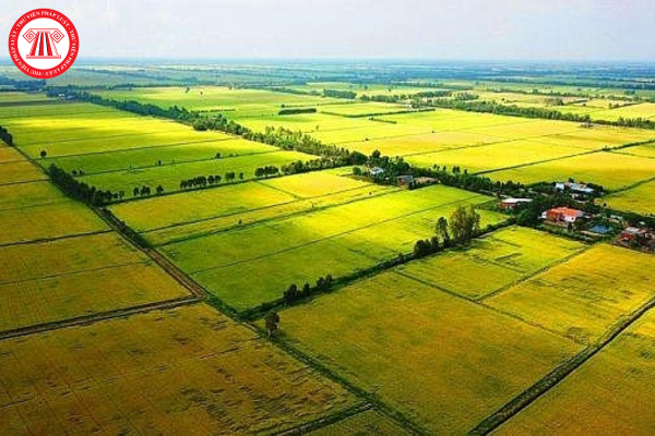 đất trồng lúa