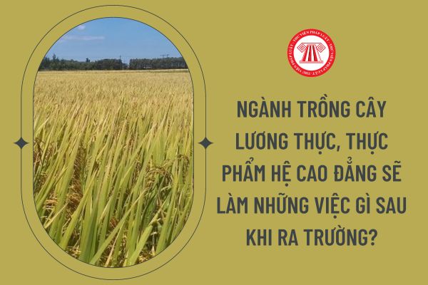 Ngành trồng cây lương thực, thực phẩm hệ cao đẳng sẽ làm những việc gì sau khi ra trường?