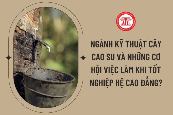 Ngành kỹ thuật cây cao su và những cơ hội việc làm khi tốt nghiệp hệ cao đẳng?