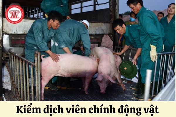 Tiêu chuẩn về trình độ đào tạo của Kiểm dịch viên chính động vật ra sao?