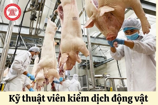 Tiêu chuẩn về năng lực chuyên môn của Kỹ thuật viên kiểm dịch động vật ra sao?