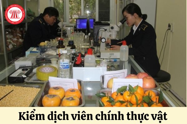 Kiểm dịch viên chính thực vật phải đáp ứng yêu cầu tiêu chuẩn về trình độ đào tạo của ra sao?