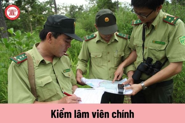 Kiểm lâm viên chính có phải đảm nhận việc tổ chức triển khai thực hiện các lĩnh vực trong công tác nghiệp vụ chuyên môn về quản lý rừng? 