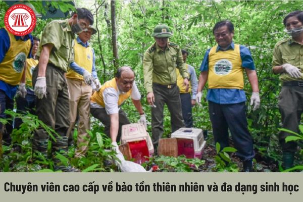 Yêu cầu về trình độ đối với Chuyên viên cao cấp về bảo tồn thiên nhiên và đa dạng sinh học hiện nay là gì?