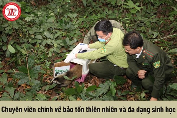 Chuyên viên chính về bảo tồn thiên nhiên và đa dạng sinh học phải đáp ứng yêu cầu về trình độ như thế nào?