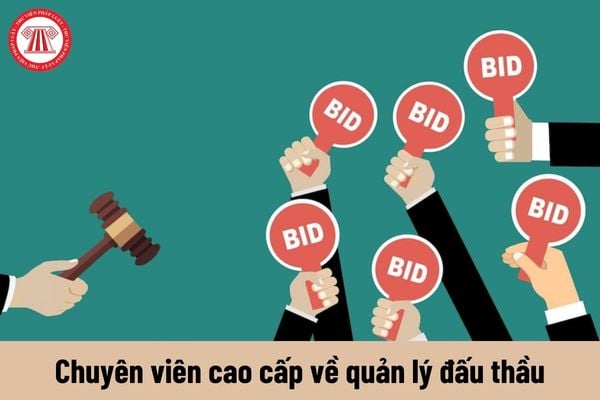 Yêu cầu về năng lực của Chuyên viên cao cấp về quản lý đấu thầu phải đáp ứng hiện nay là gì?