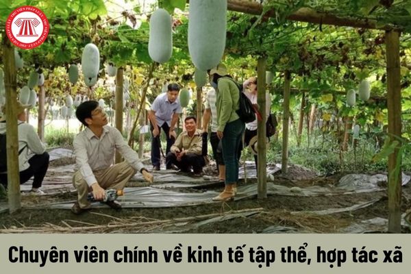 Nhiệm vụ của Chuyên viên chính về kinh tế tập thể, hợp tác xã phải thực hiện là gì?