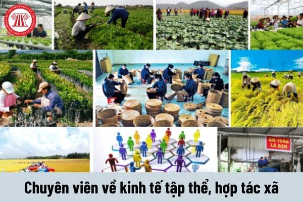 Chuyên viên về kinh tế tập thể, hợp tác xã phải thực hiện những nhiệm vụ như thế nào?