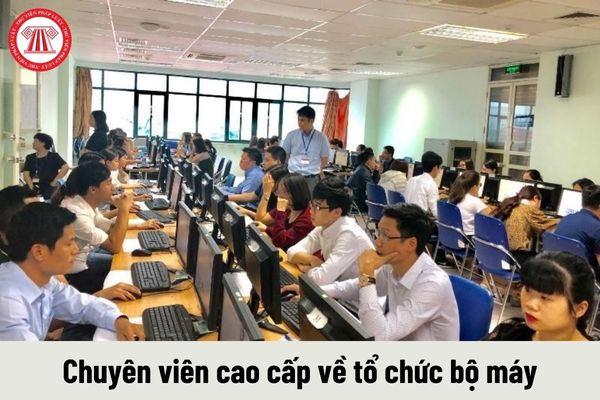 Chuyên viên cao cấp về tổ chức bộ máy có những quyền như thế nào?