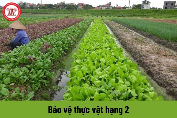 Viên chức giữ chức danh Bảo vệ thực vật hạng 2 phải đáp ứng yêu cầu về năng lực như thế nào?