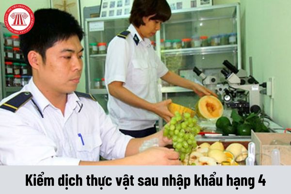 Yêu cầu về năng lực của Kiểm dịch thực vật sau nhập khẩu hạng 4 phải đáp ứng hiện nay là gì?