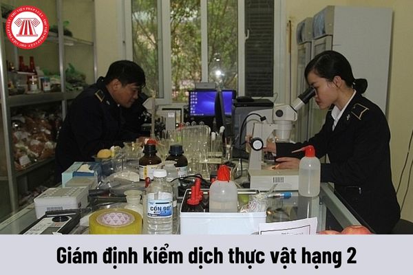 Giám định kiểm dịch thực vật hạng 2 phải đáp ứng yêu cầu về năng lực như thế nào?