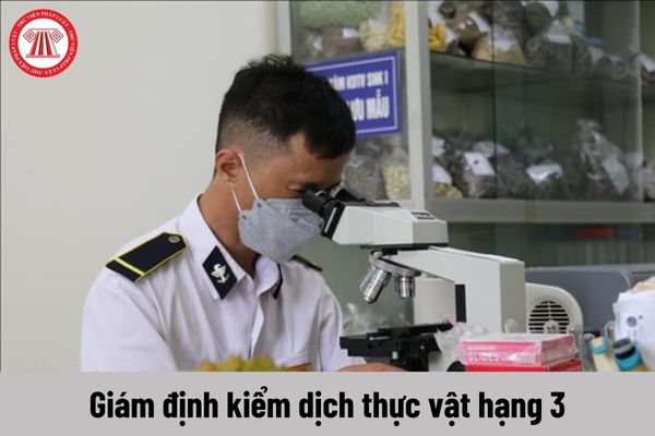 Nhiệm vụ của Giám định kiểm dịch thực vật hạng 3 phải thực hiện là gì?